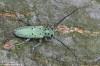 kozlíček jilmový (Brouci), Saperda punctata (Linnaeus, 1767), Cerambycidae, Saperdini (Coleoptera)